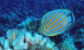   Ornate Butterfly Fish  